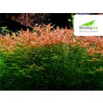 Rotala rotundifolia - Kolovka okrouhlolistá – Hledejceny.cz