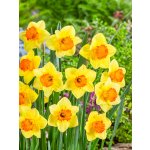 Narcis 'Cornish Dawn' 5 ks – Zbozi.Blesk.cz