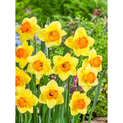 Narcis 'Cornish Dawn' 5 ks – Zbozi.Blesk.cz