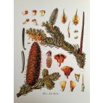 Obrázek na matném papíru Abies 30,5 cm x 40,8 cm – Hledejceny.cz