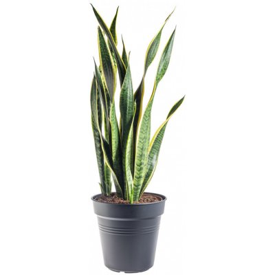 Tchýnin jazyk, Sansevieria laurentii, průměr květináče 24 cm – Sleviste.cz