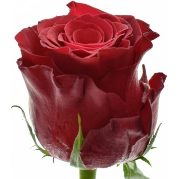 Červená růže RHODOS 60cm (XL)