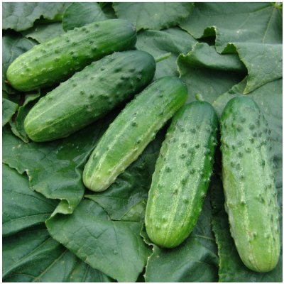 Okurka nakládačka Altaj F1 - Cucumis sativus - semena okurky - 15 ks – Zboží Mobilmania