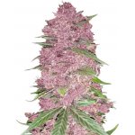 420 Fast Buds Purple Lemonade AUTO semena neobsahují THC 3 ks – Hledejceny.cz