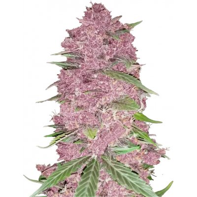 420 Fast Buds Purple Lemonade AUTO semena neobsahují THC 3 ks – Hledejceny.cz