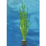 Vallisneria americana var. americana – Zboží Mobilmania