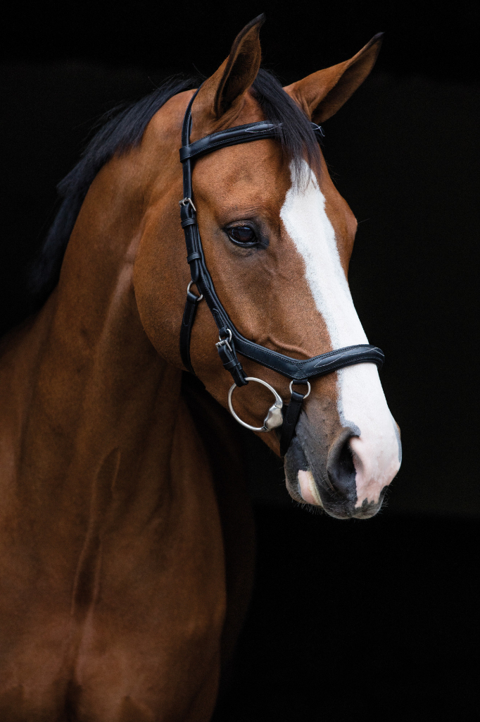 Horseware Uzdečka Rambo Micklem Competition Deluxe černá od 5 295 Kč -  Heureka.cz