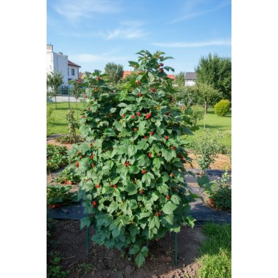 Maliník 'Raspberry Tower®' – Zboží Dáma