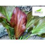 Echinodorus reni – Zboží Dáma Echinodorus reni – Zboží Dáma