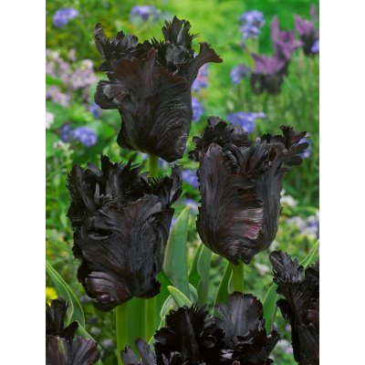 Tulipán 'Black parrot' 5 ks Velikost hlíz: 10/11 – Zbozi.Blesk.cz