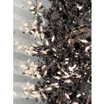 Tropic springtails chvostoskoci Collembola 750 ml – Zboží Dáma
