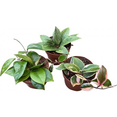 Voskovka masitá mix, květináč 12cm – Sleviste.cz