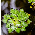 Trapa natans – Zbozi.Blesk.cz