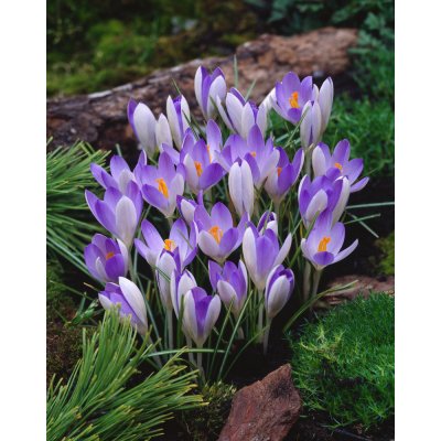 Krokus 'Lilac Beauty' 10 ks – Zboží Mobilmania