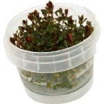 Ludwigia sp. Mini Super Red – Sleviste.cz