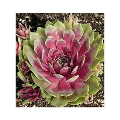 Sempervivum hyb. 'BigSam Pink Pomelo' Velikost hrnku: 10,5 zel – Hledejceny.cz