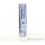 ECHINACEA ANGUSTIFOLIA POR 30CH GRA 1X4G – Hledejceny.cz