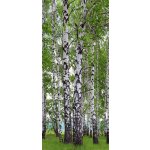 AG Design FTNV-2896 vliesová fototapeta Břízy rozměry 90 x 202 cm – Zboží Mobilmania