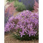 Triteleia 'Babylon' 5 ks – Sleviste.cz