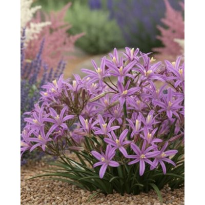 Triteleia 'Babylon' 5 ks – Sleviste.cz