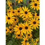 Rudbeckia fulgida GOLDSTURM - rudbékie, třapatka – Zboží Dáma