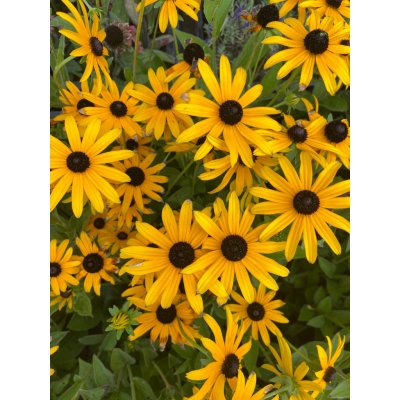 Rudbeckia fulgida GOLDSTURM - rudbékie, třapatka – Zboží Dáma