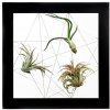 Obraz Gardners Obraz z živých rostlin Jogín 3 tillandsie, 22x22cm, černá