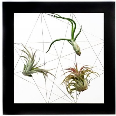 Gardners Obraz z živých rostlin Jogín 3 tillandsie, 22x22cm, černá – Zboží Mobilmania