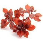 Ludwigia Super Red – Hledejceny.cz