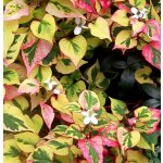 Houttuynia cordata Chameleon – košík 9x9 cm – Zboží Dáma