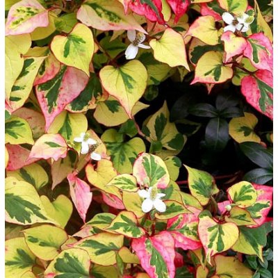 Houttuynia cordata Chameleon – košík 9x9 cm – Zboží Dáma