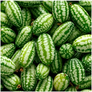 Mexická mini okurka - Zehneria scabra - prodej semen - 5 ks
