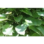 Catalpa bignonioides 'Nana' Prodejní velikost: KM200, Velikost hrnku: 15 l – Zbozi.Blesk.cz