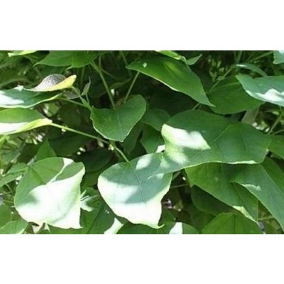 Catalpa bignonioides 'Nana' Prodejní velikost: KM200, Velikost hrnku: 15 l – Zbozi.Blesk.cz