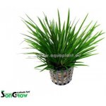 Acorus gramineus – Zboží Mobilmania