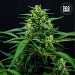 Bulk Seed Bank Mimosa Famosa semena neobsahují THC 500 ks – Hledejceny.cz