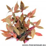 Alternanthera reineckii Red Ruby – Zbozi.Blesk.cz