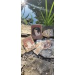 Kočky vládnou světu Tarot Catherine Davidson – Hledejceny.cz