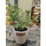 Migrénovník – Zboží Dáma