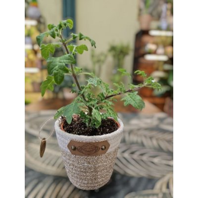 Migrénovník – Zboží Dáma