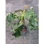 Jatropha Podagrica Orange 13 cm – Zbozi.Blesk.cz