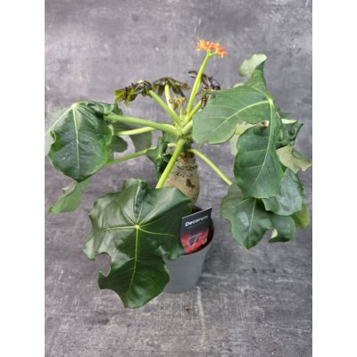 Jatropha Podagrica Orange 13 cm – Zbozi.Blesk.cz