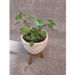 Migrénovník, aromatická bylinka – Hledejceny.cz