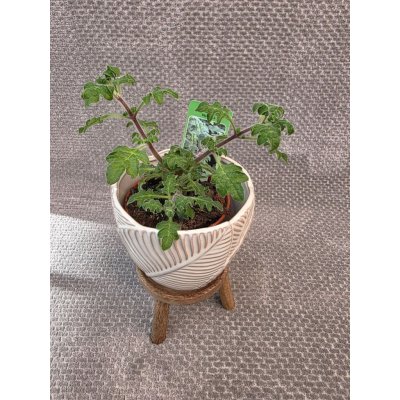 Migrénovník, aromatická bylinka – Hledejceny.cz