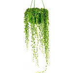 Gardners Senecio rowleyanus - závěs, průměr 12 cm Starček, Starček převislý – Hledejceny.cz