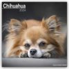 Kalendář Chihuahua 16-Monats 2024