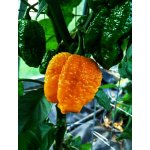 Trinidad Scorpion Moruga Yellow – HobbyKompas.cz