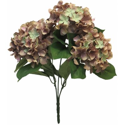 Hortenzie - Hydrangea 'Rabe' x5 hnědá 45 cm