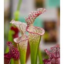 Špirlice bělolistá - semena - 12 ks - Sarracenia leucophylla