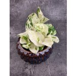 Epipremnum Pinnatum Happy Leaf 12 cm (Šplhavnice s bílozeleným žíháním) – Sleviste.cz